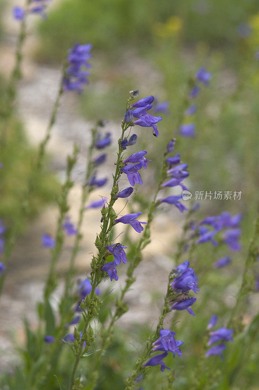 落基山Penstemon Strictus